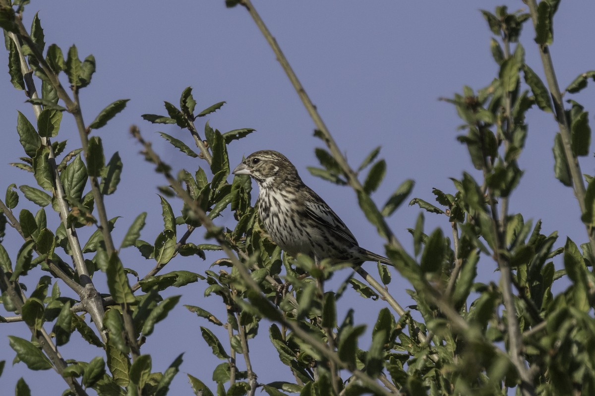 Lark Bunting - Anthony Gliozzo