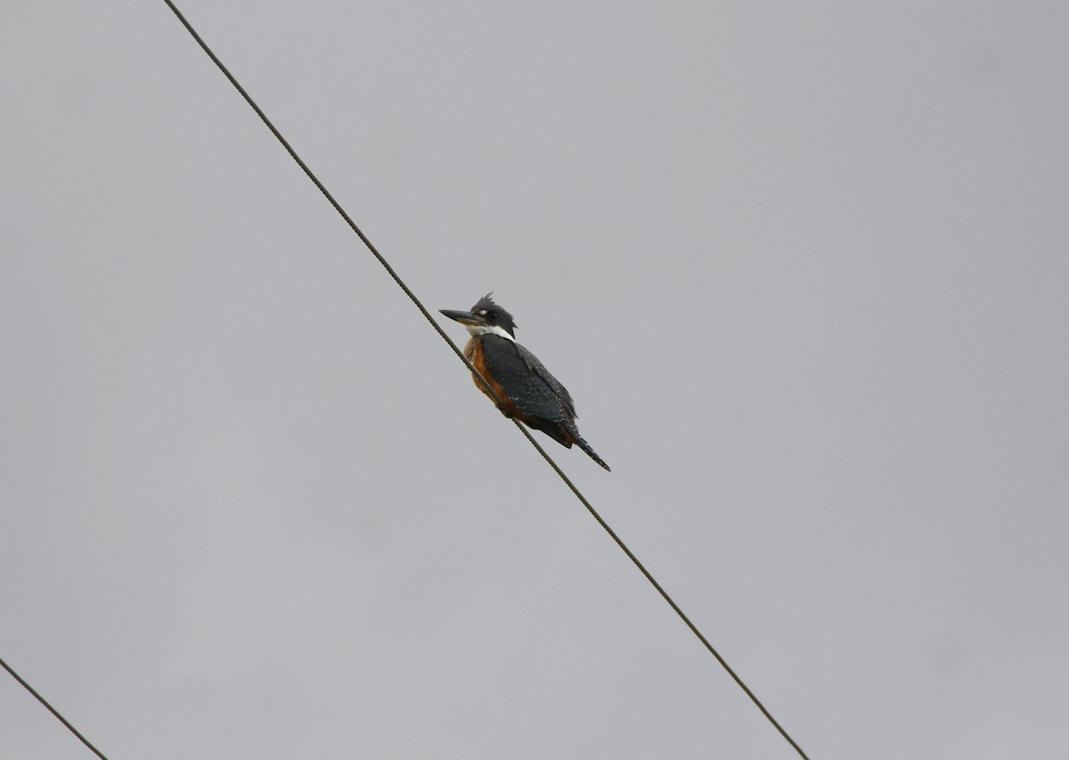 Ringed Kingfisher - ML609359579