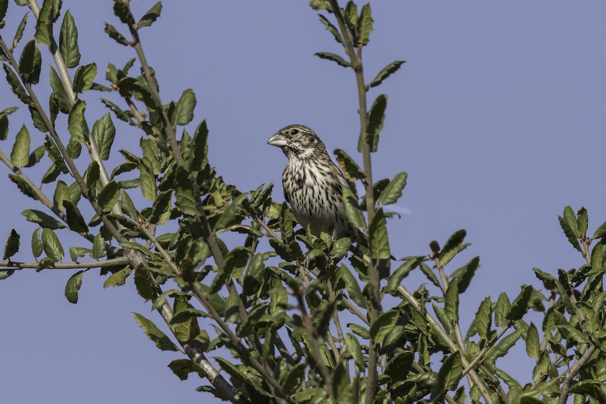 Lark Bunting - Anthony Gliozzo