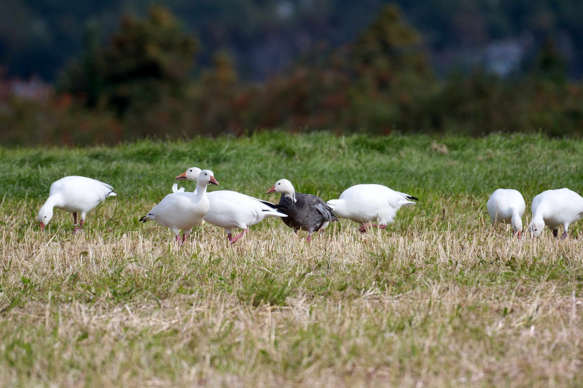 Snow Goose - ML609359731