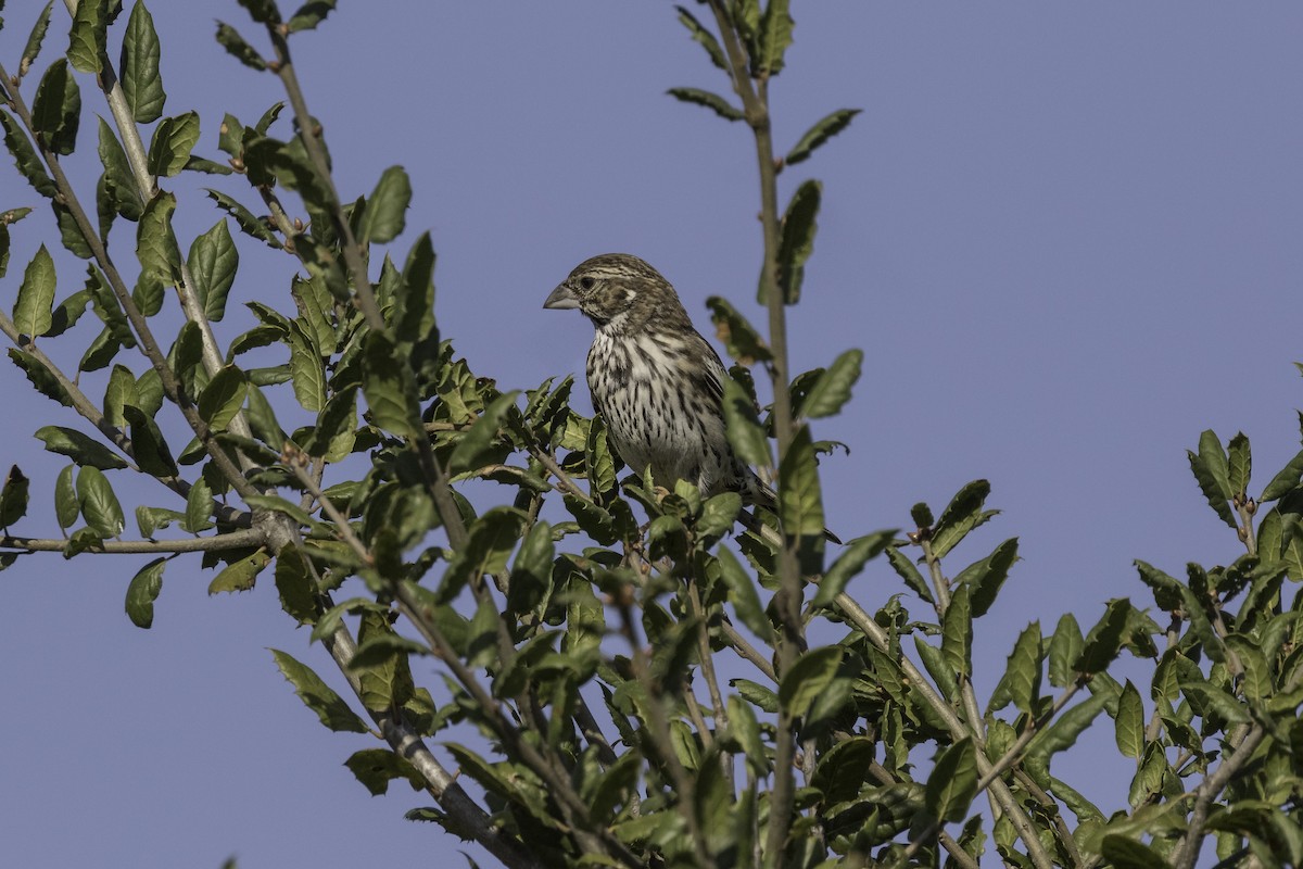 Lark Bunting - Anthony Gliozzo