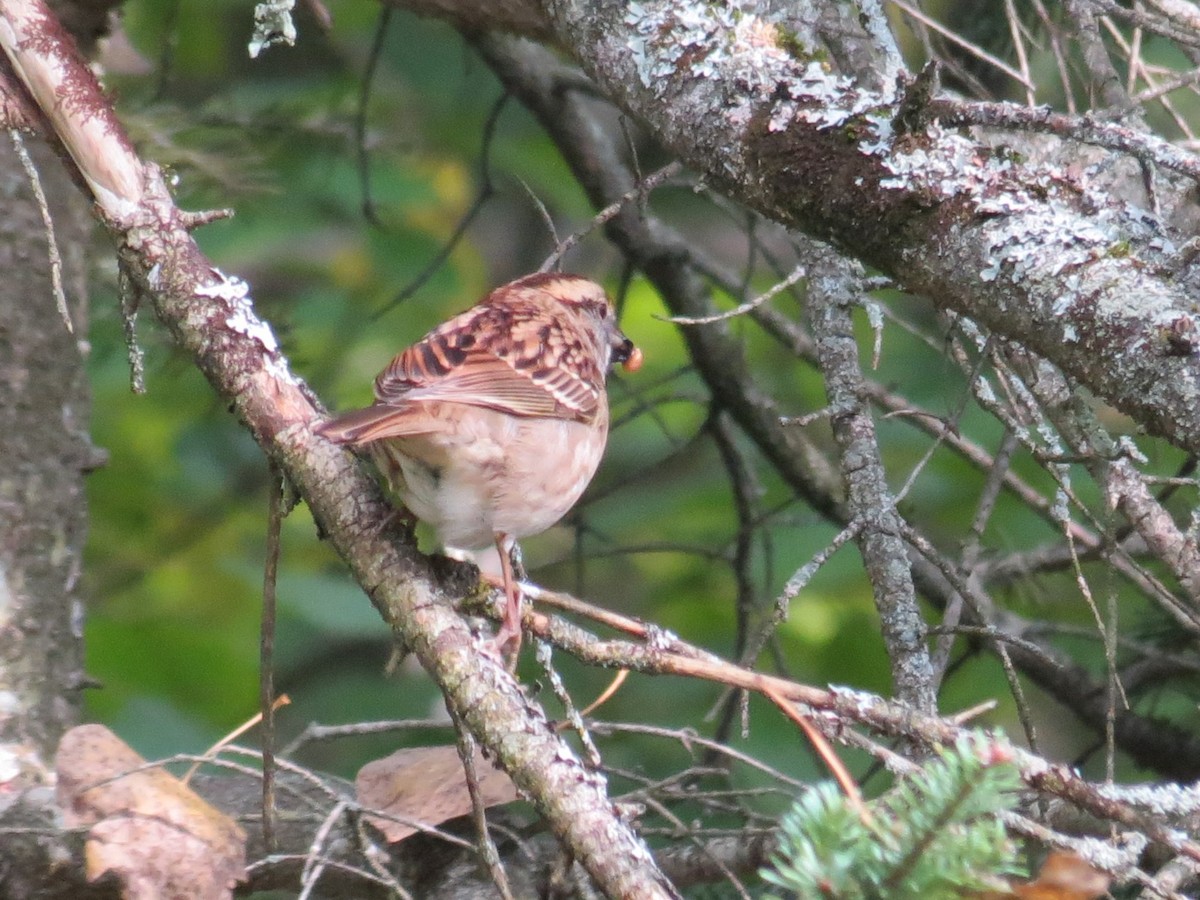 White-throated Sparrow - Elisabeth Delisle