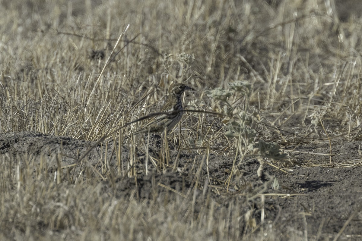 Lark Bunting - ML609359798