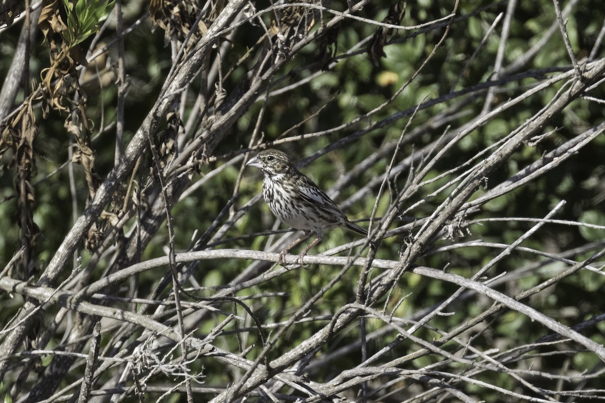 Lark Bunting - Anthony Gliozzo