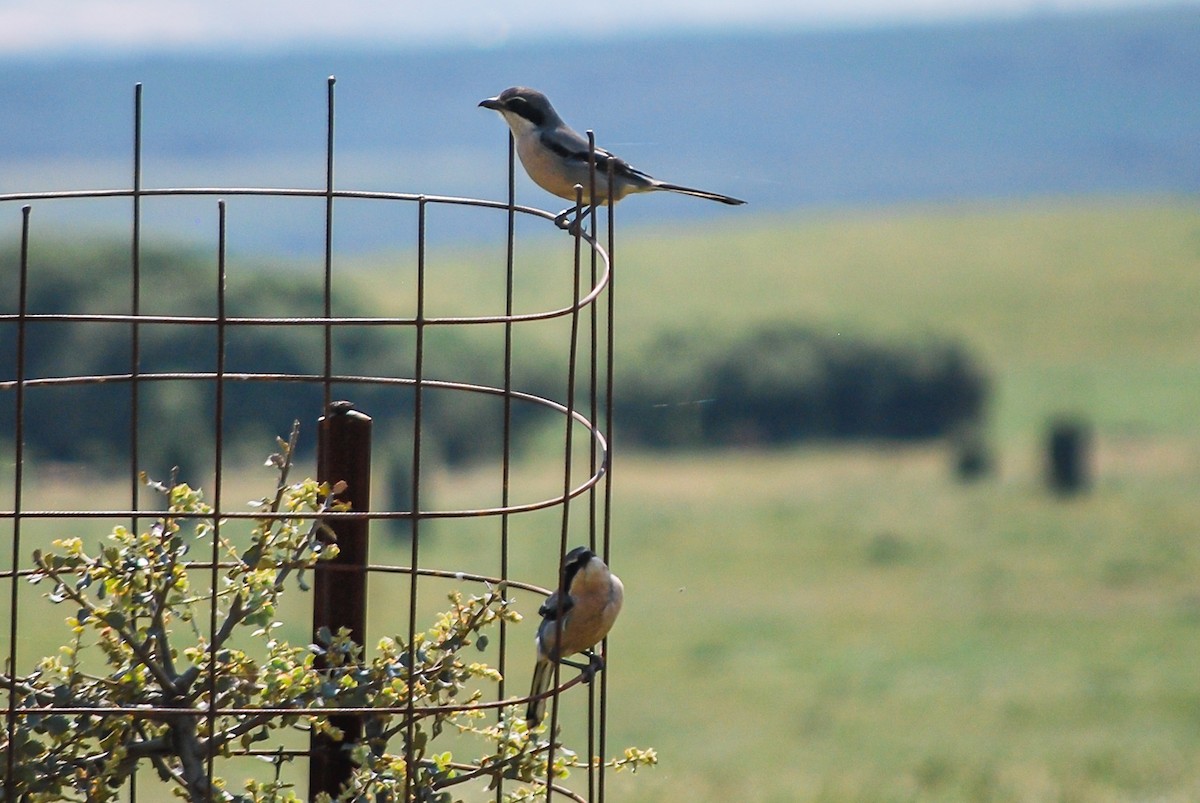 Iberian Gray Shrike - ML609359858