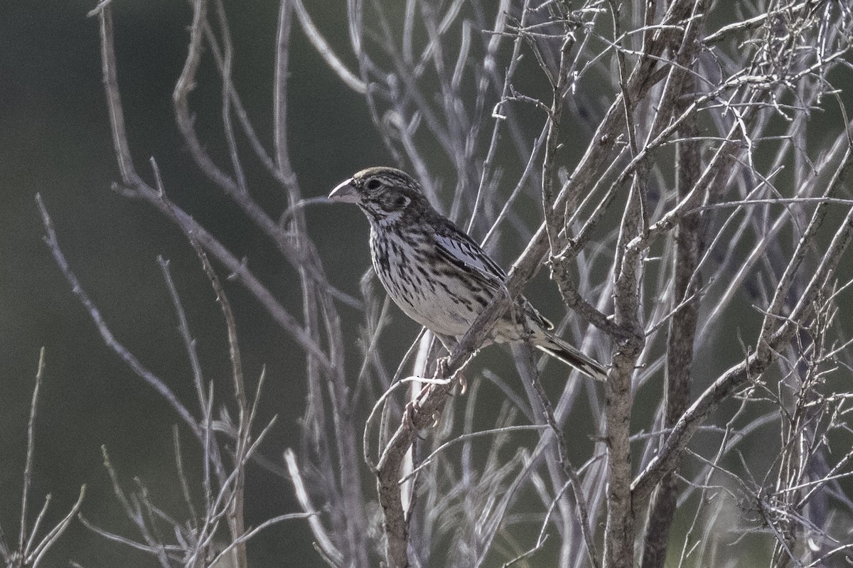 Lark Bunting - Anthony Gliozzo