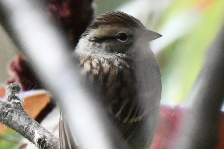 Chipping Sparrow - Michael Hatton