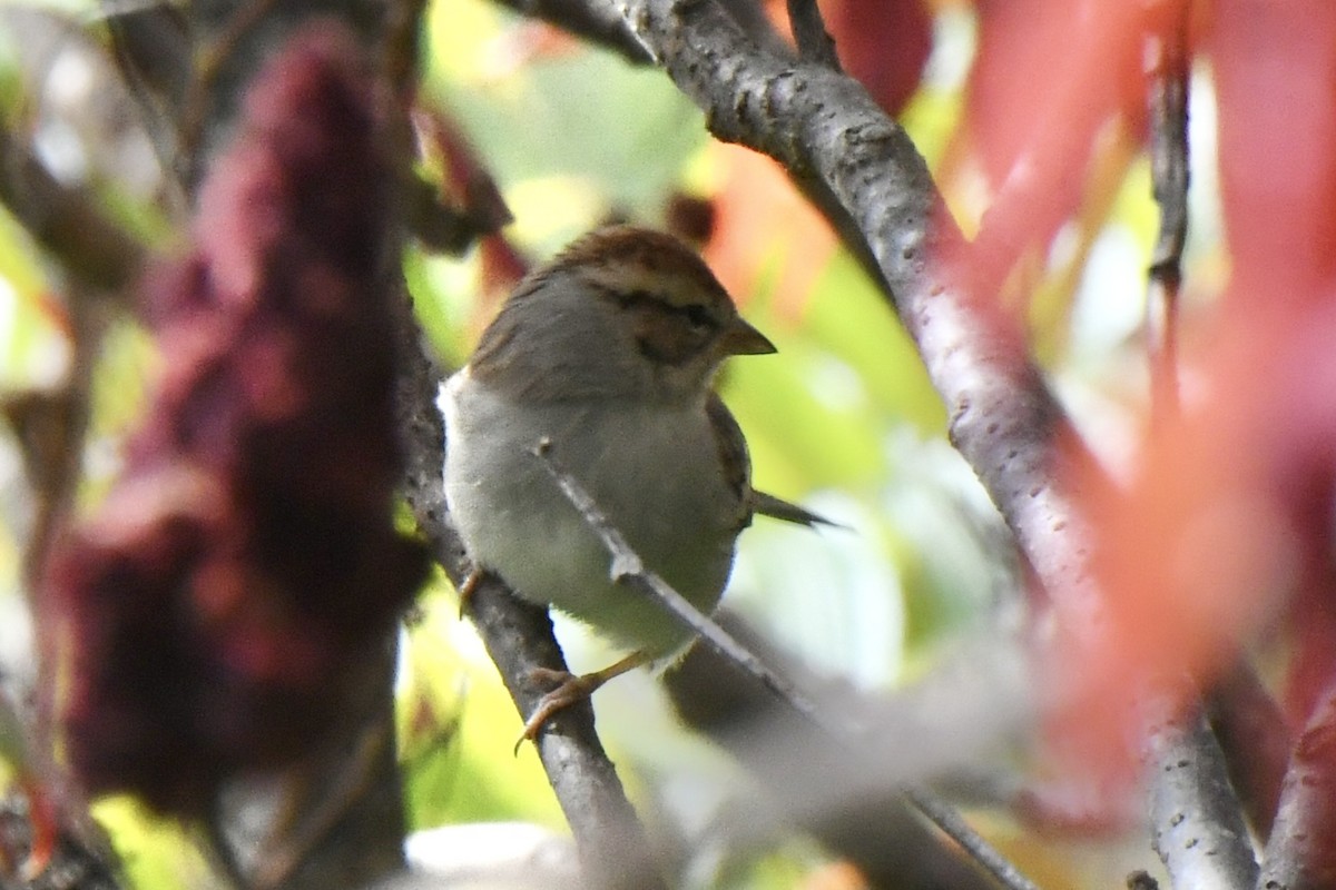 Chipping Sparrow - Michael Hatton