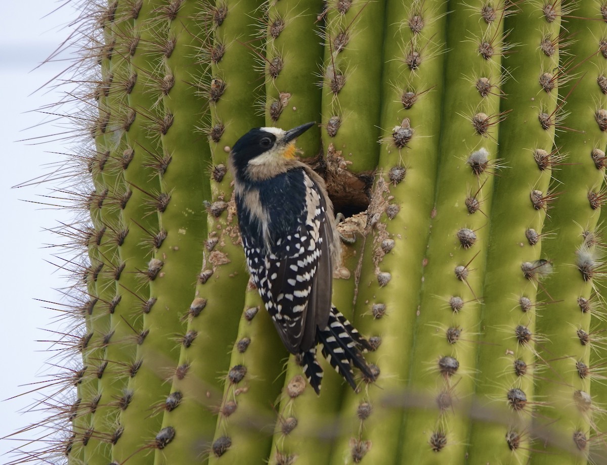 White-fronted Woodpecker - ML609359998