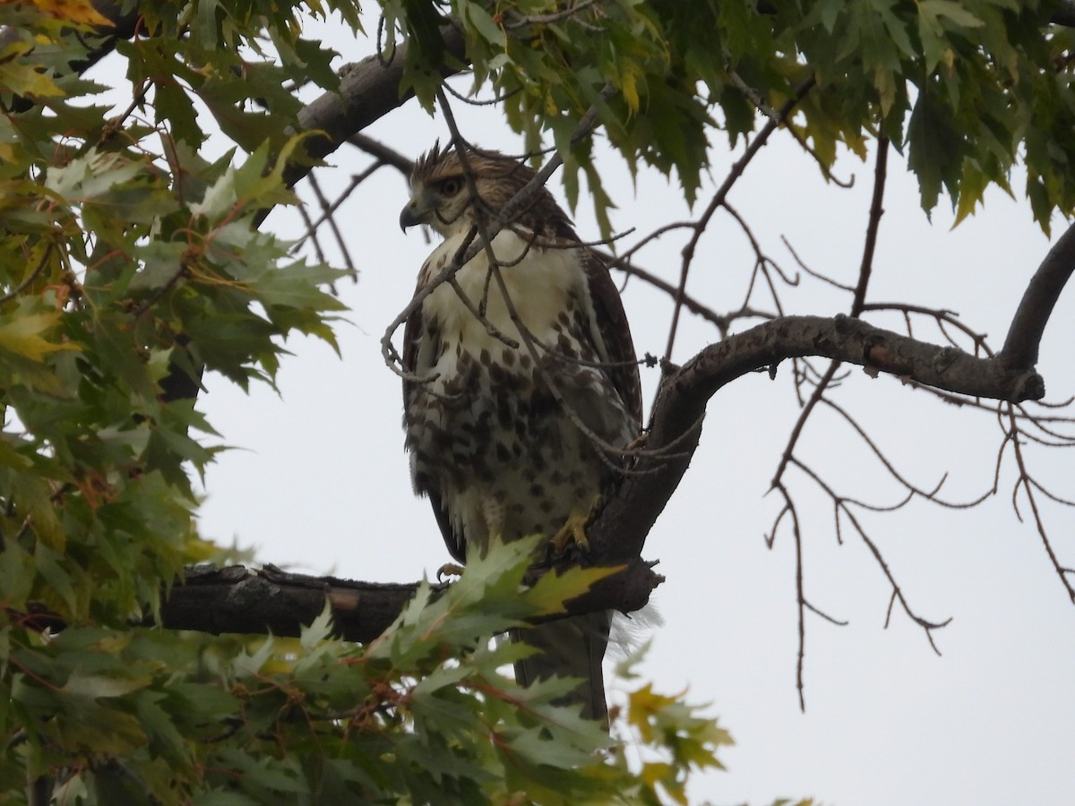 Red-tailed Hawk - ML609360049