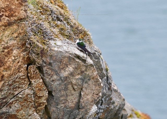 Violet-green Swallow - Julia Cedar