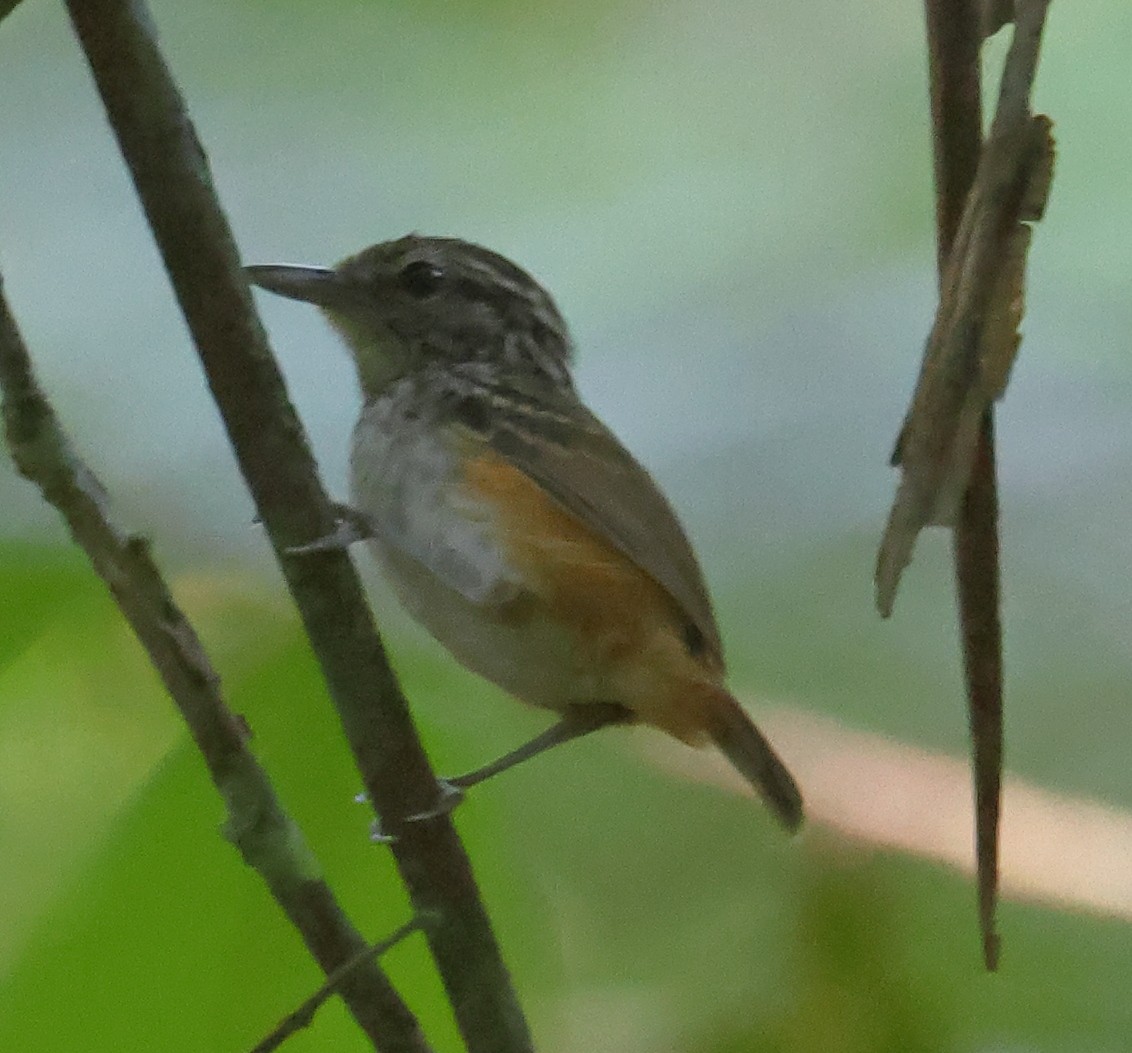 Manicore Warbling-Antbird - Mats Hildeman