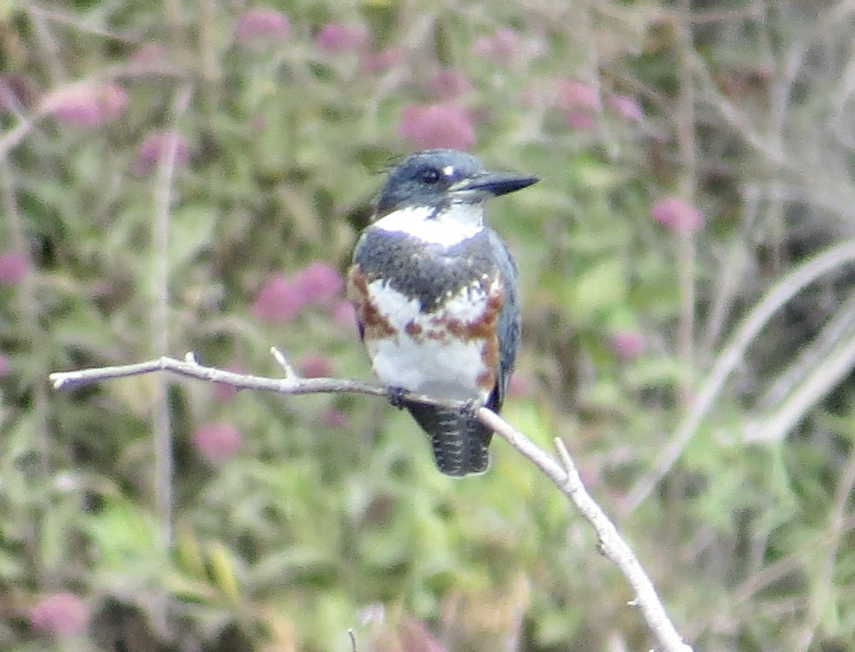 Belted Kingfisher - ML609360156
