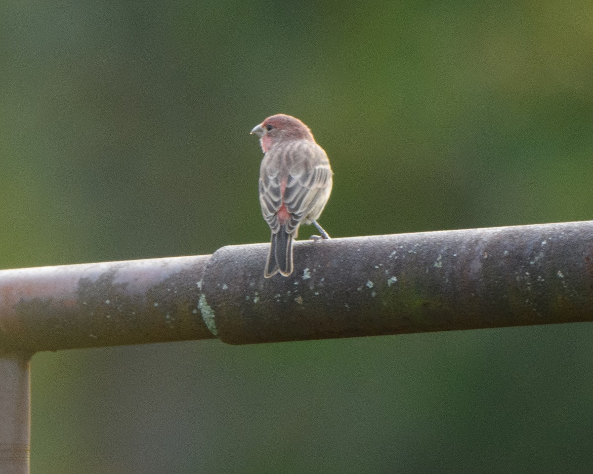 House Finch - ML609360348