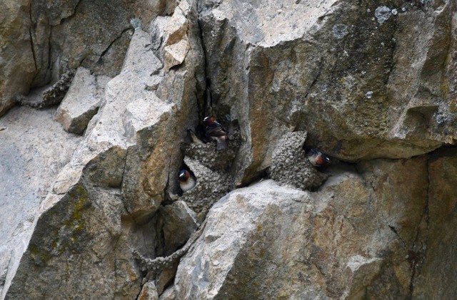 Cliff Swallow - Julia Cedar