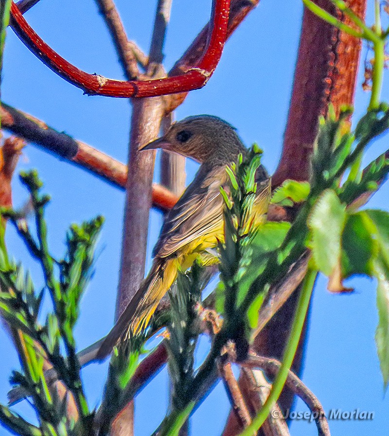 Orchard Oriole - ML609360449