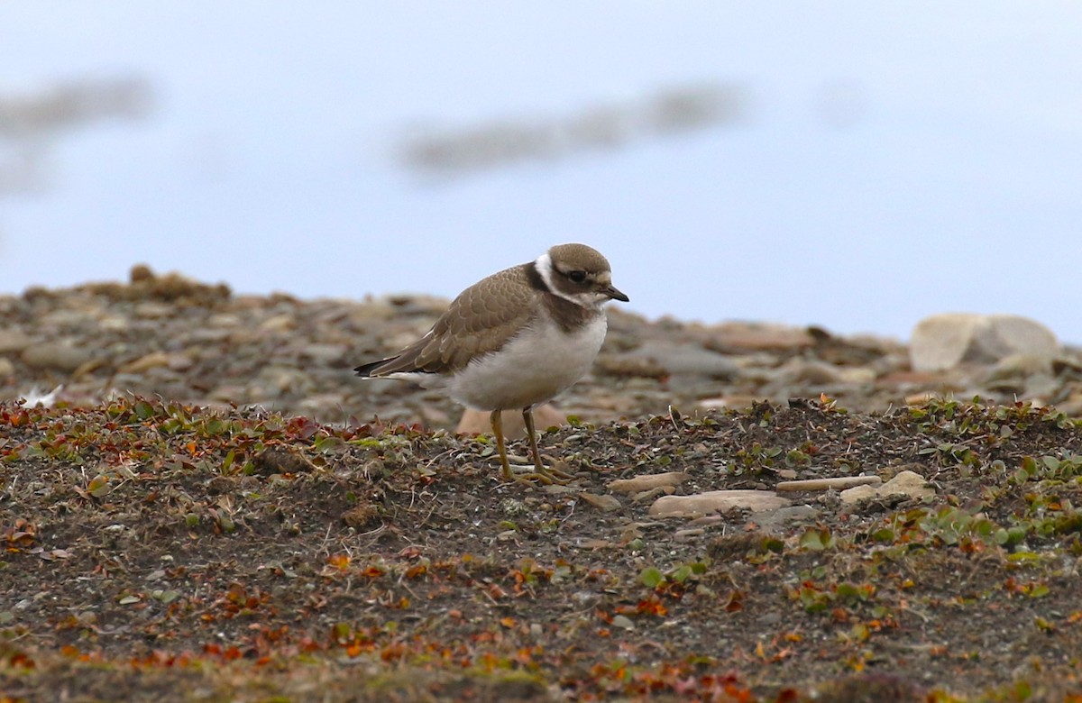 Common Ringed Plover - ML609360581