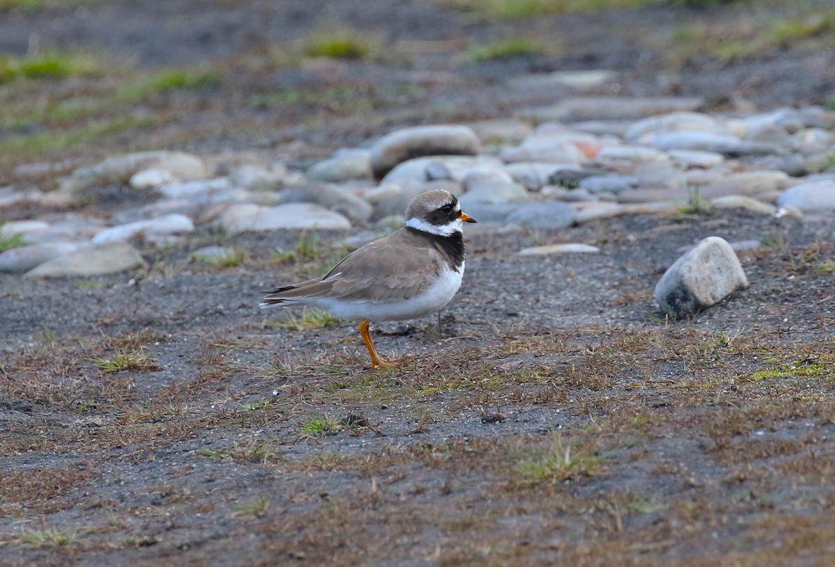 Common Ringed Plover - ML609360582