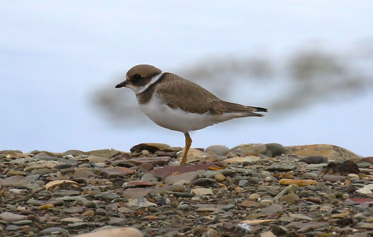 Common Ringed Plover - ML609360583