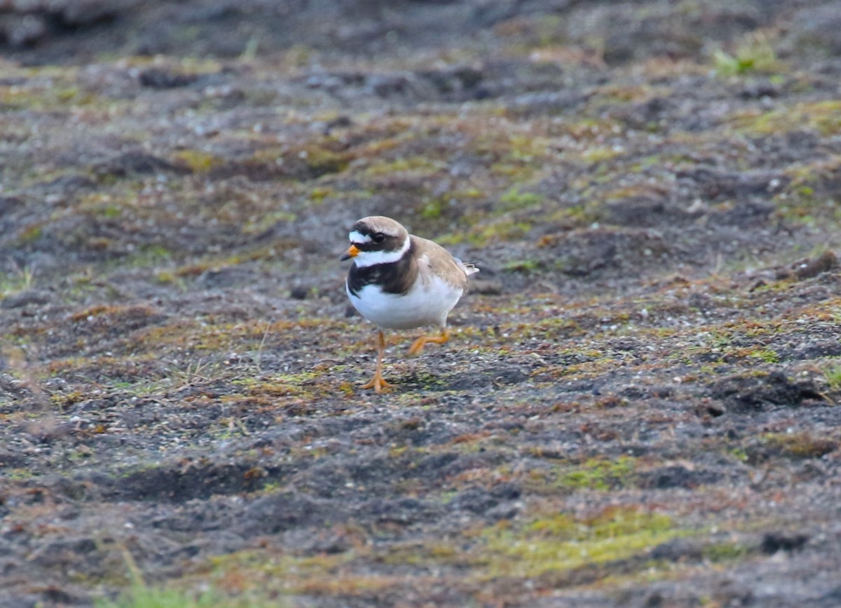 Common Ringed Plover - ML609360584