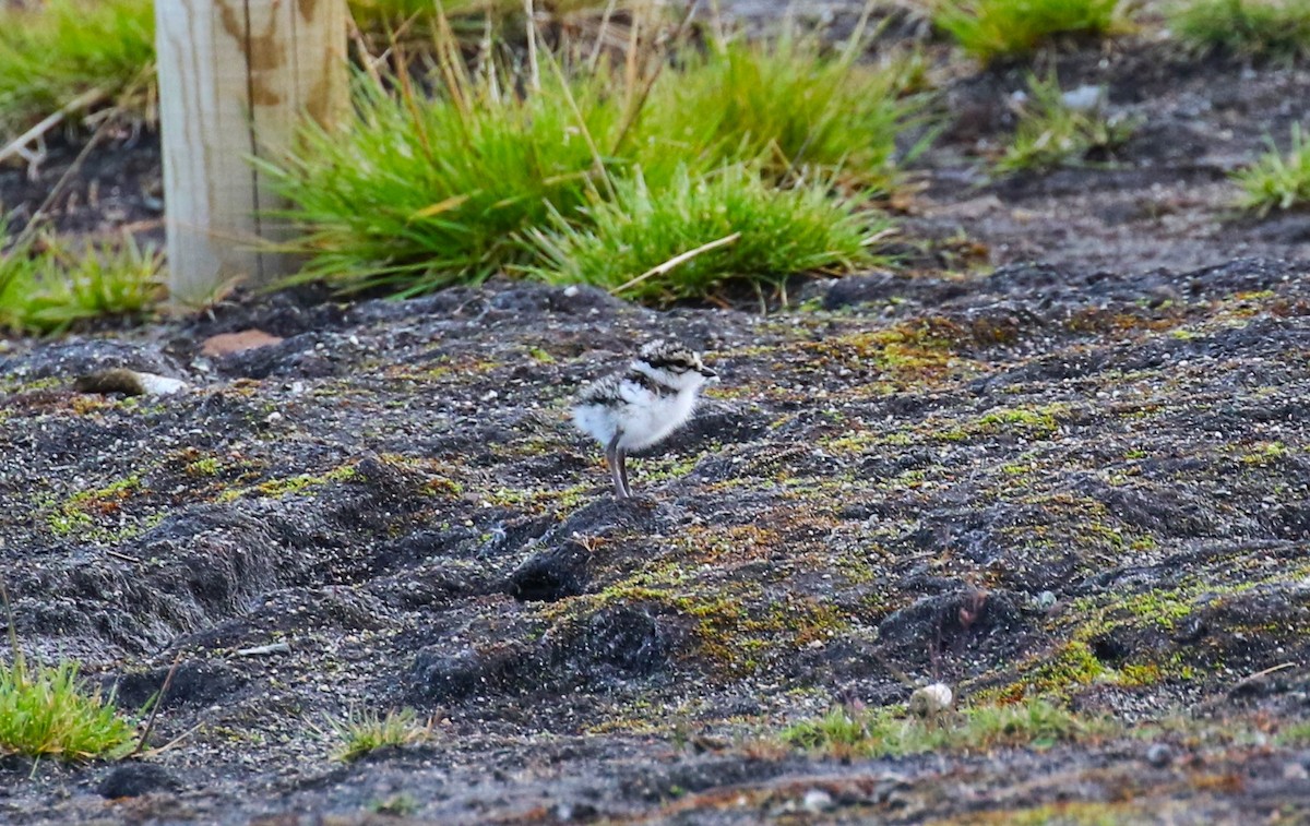 Common Ringed Plover - ML609360585
