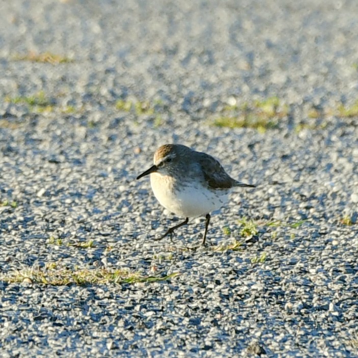 White-rumped Sandpiper - ML609360599