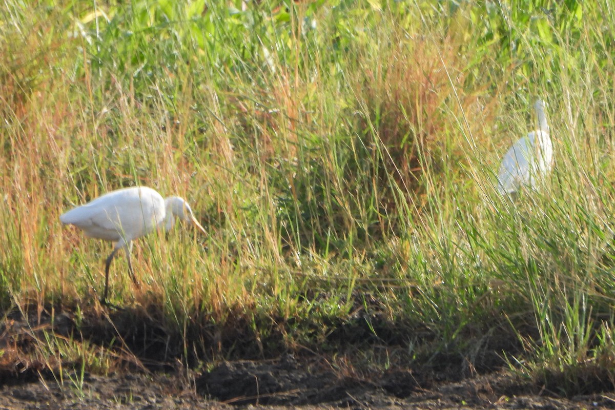 Great Egret - ML609360628