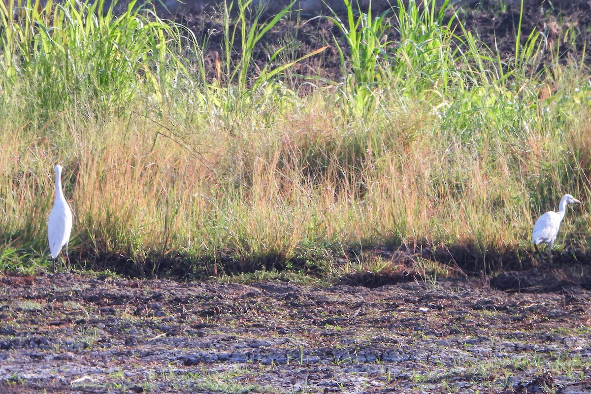 Great Egret - ML609360641