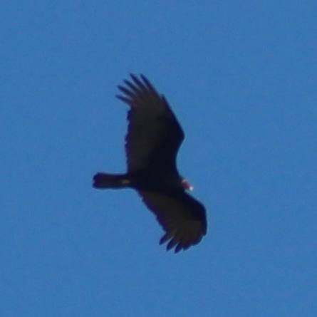 Turkey Vulture - ML609360663