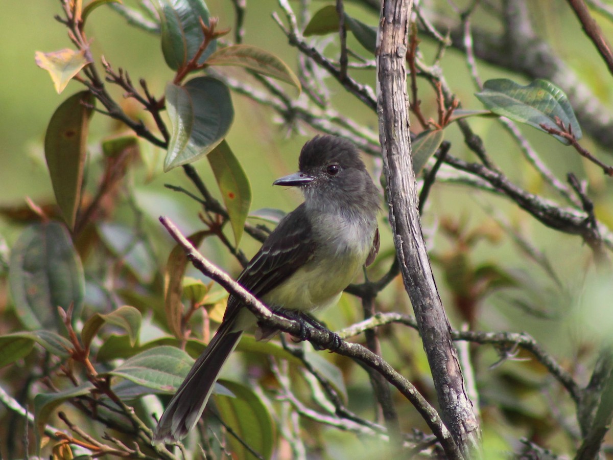 Apical Flycatcher - ML609360683