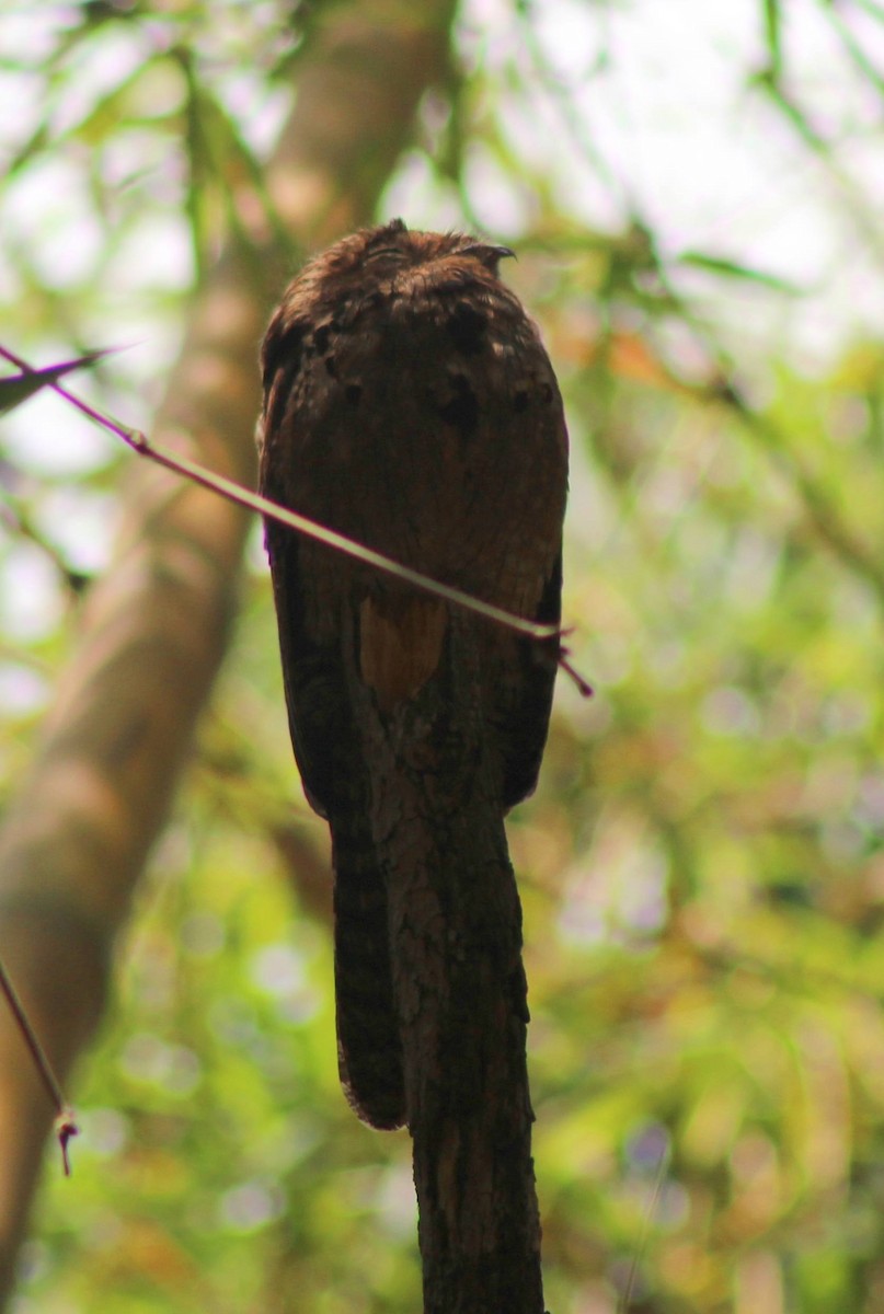 Common Potoo - ML609360701