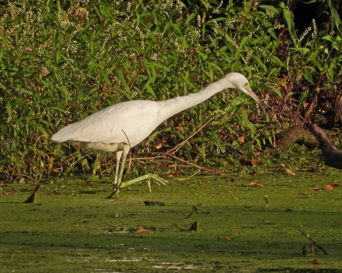 Little Blue Heron - ML609360835