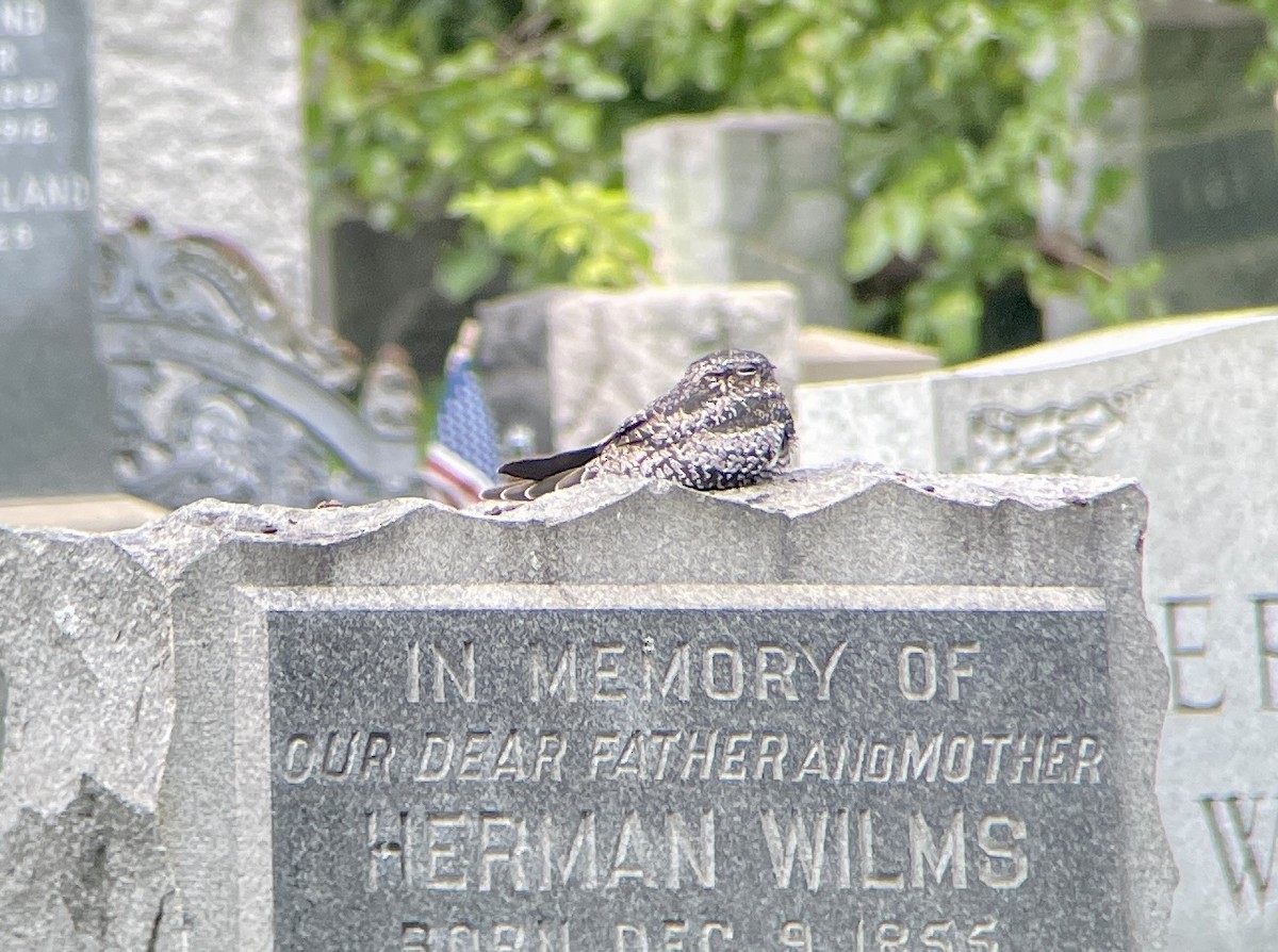 Common Nighthawk - ML609360878