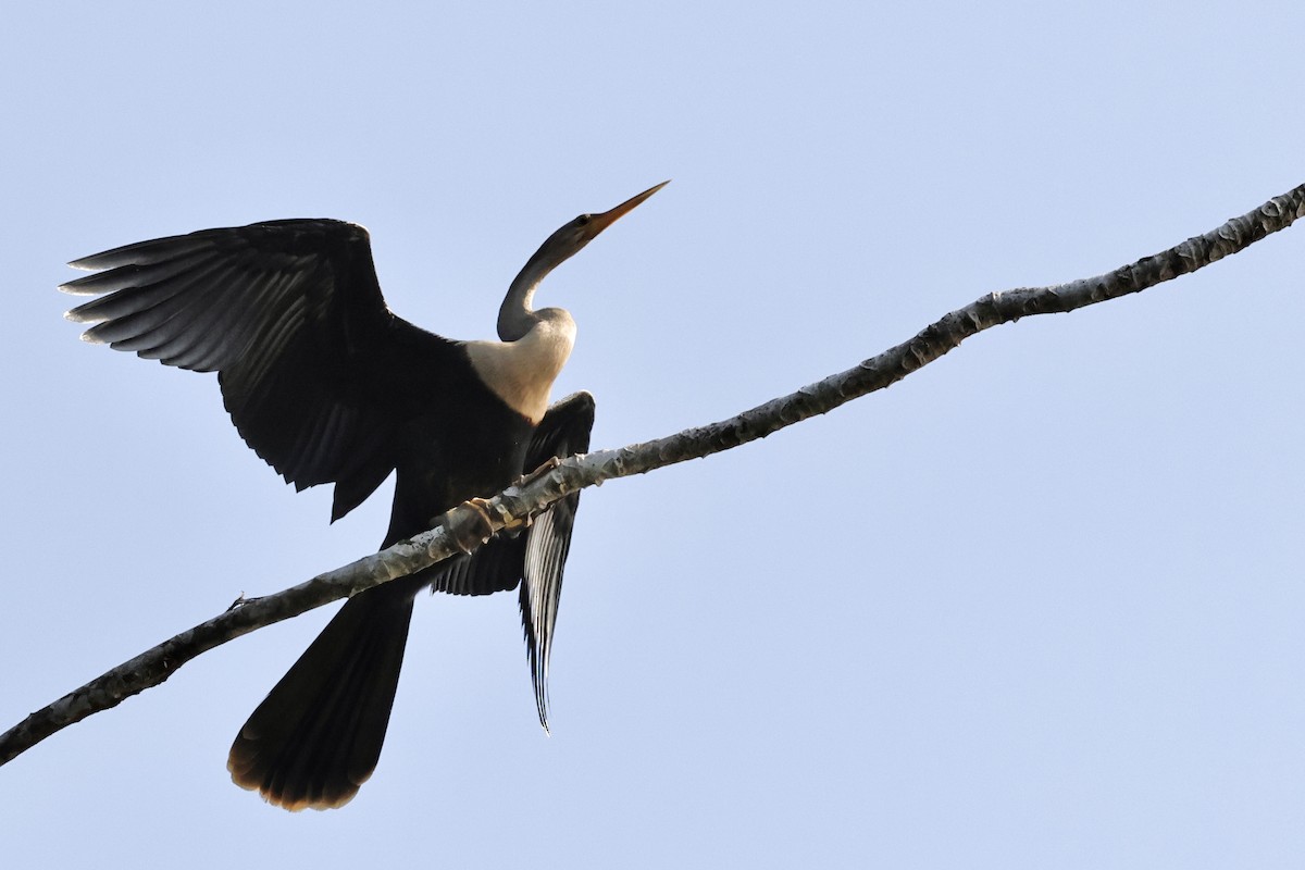 anhinga americká - ML609360922