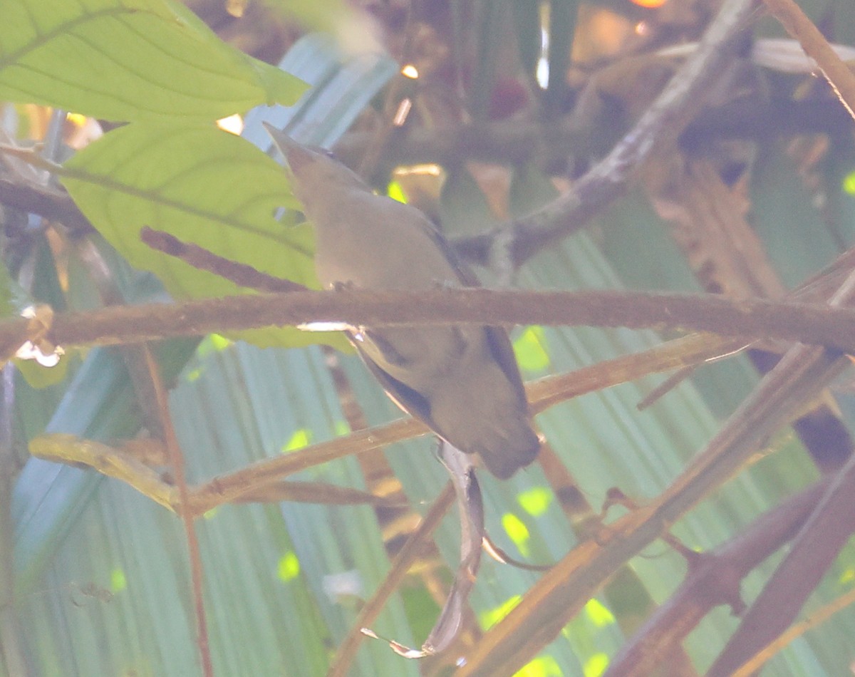 Spot-winged Antshrike - ML609360934