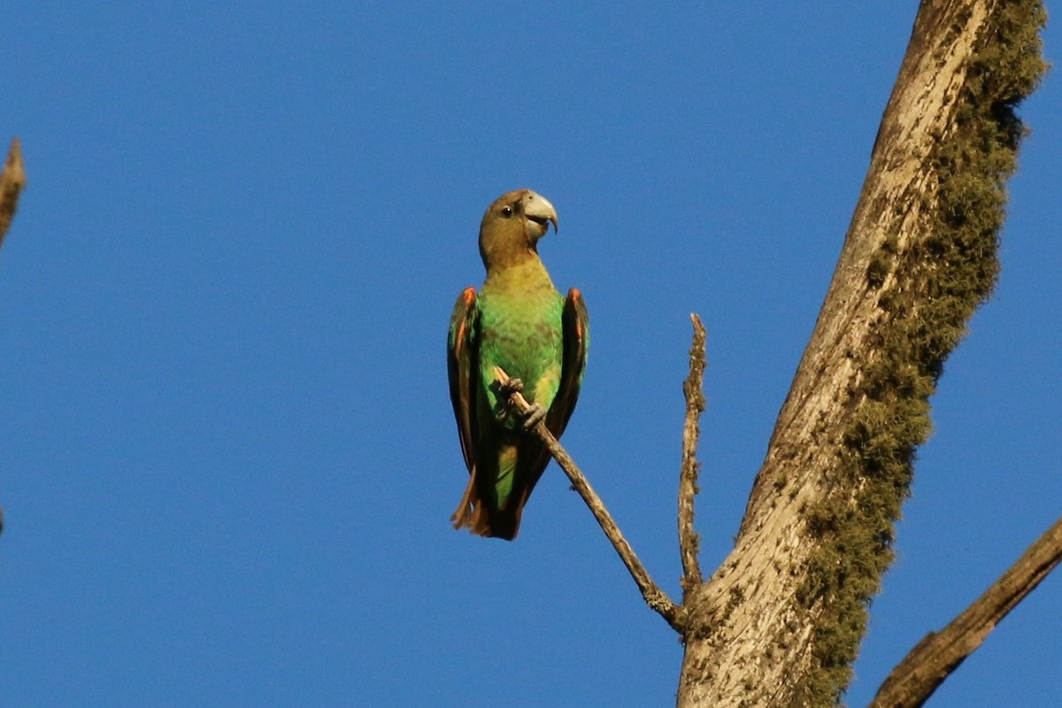 papoušek zelenobřichý - ML609361121