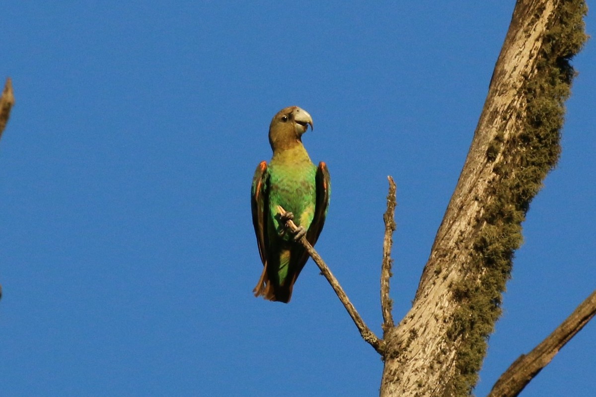 Cape Parrot - ML609361121