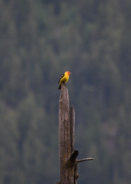 Western Tanager - Julia Cedar