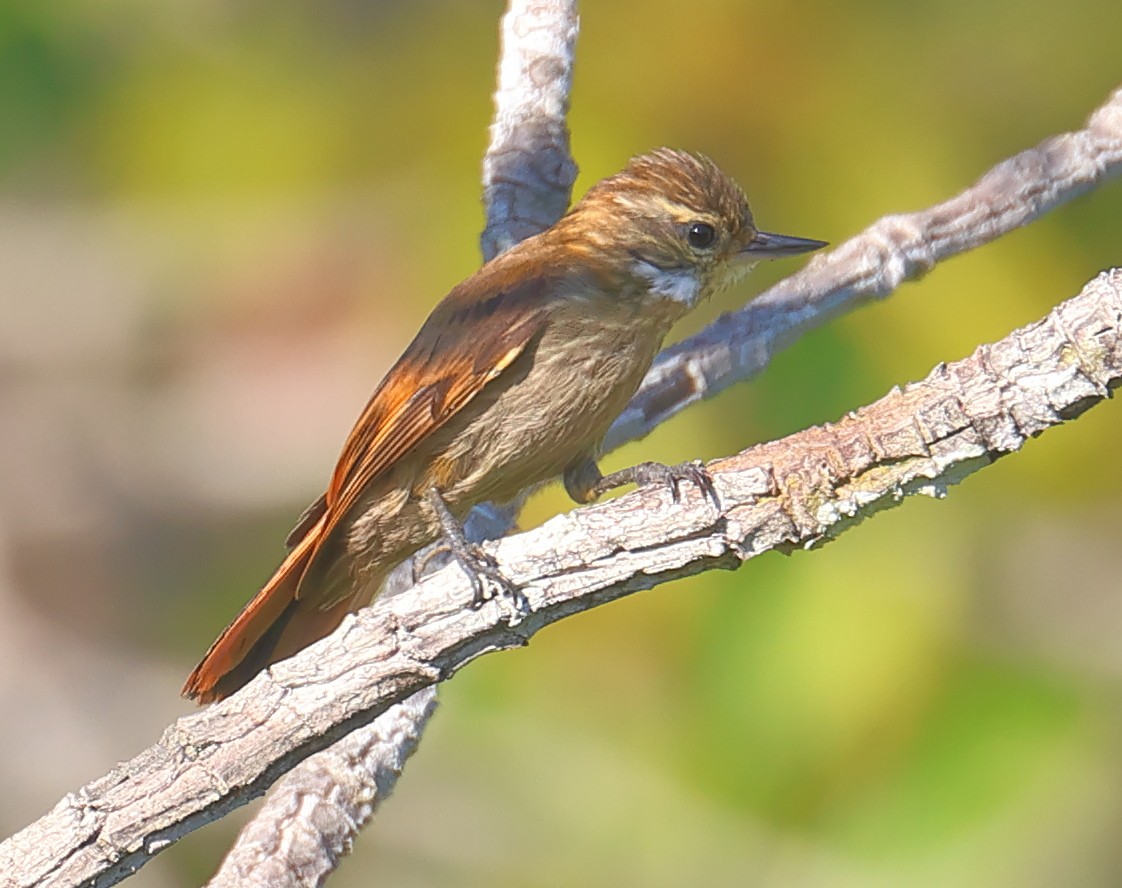 Slender-billed Xenops - ML609361219