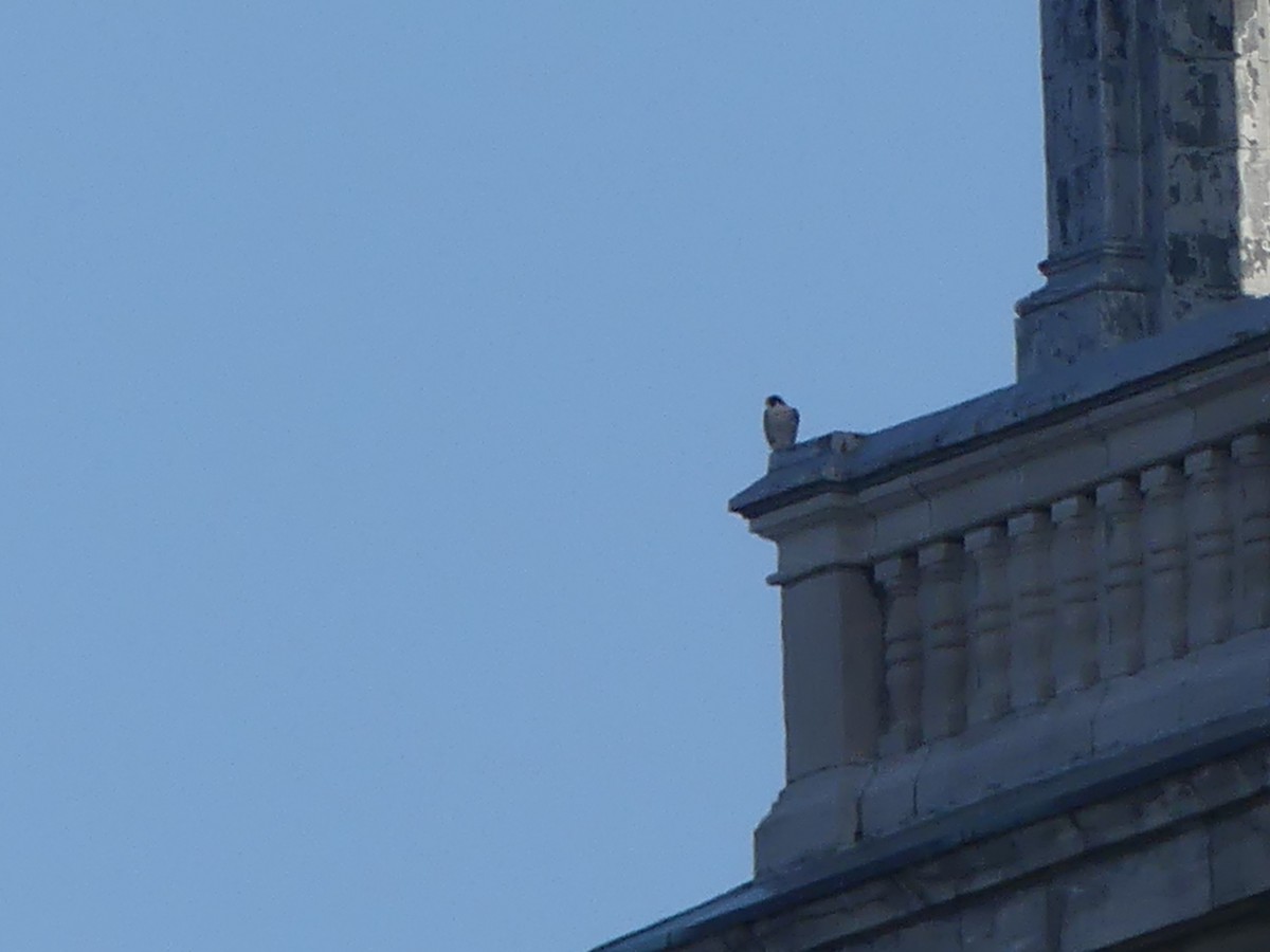 Peregrine Falcon - Roland Bergeron