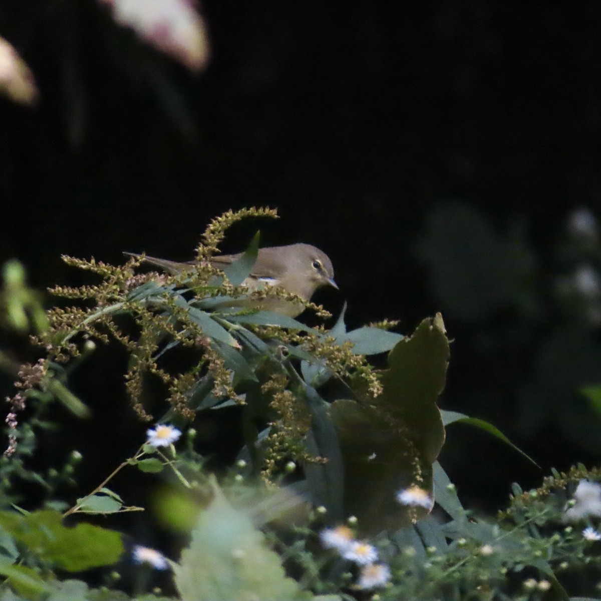 Orange-crowned Warbler - ML609361565