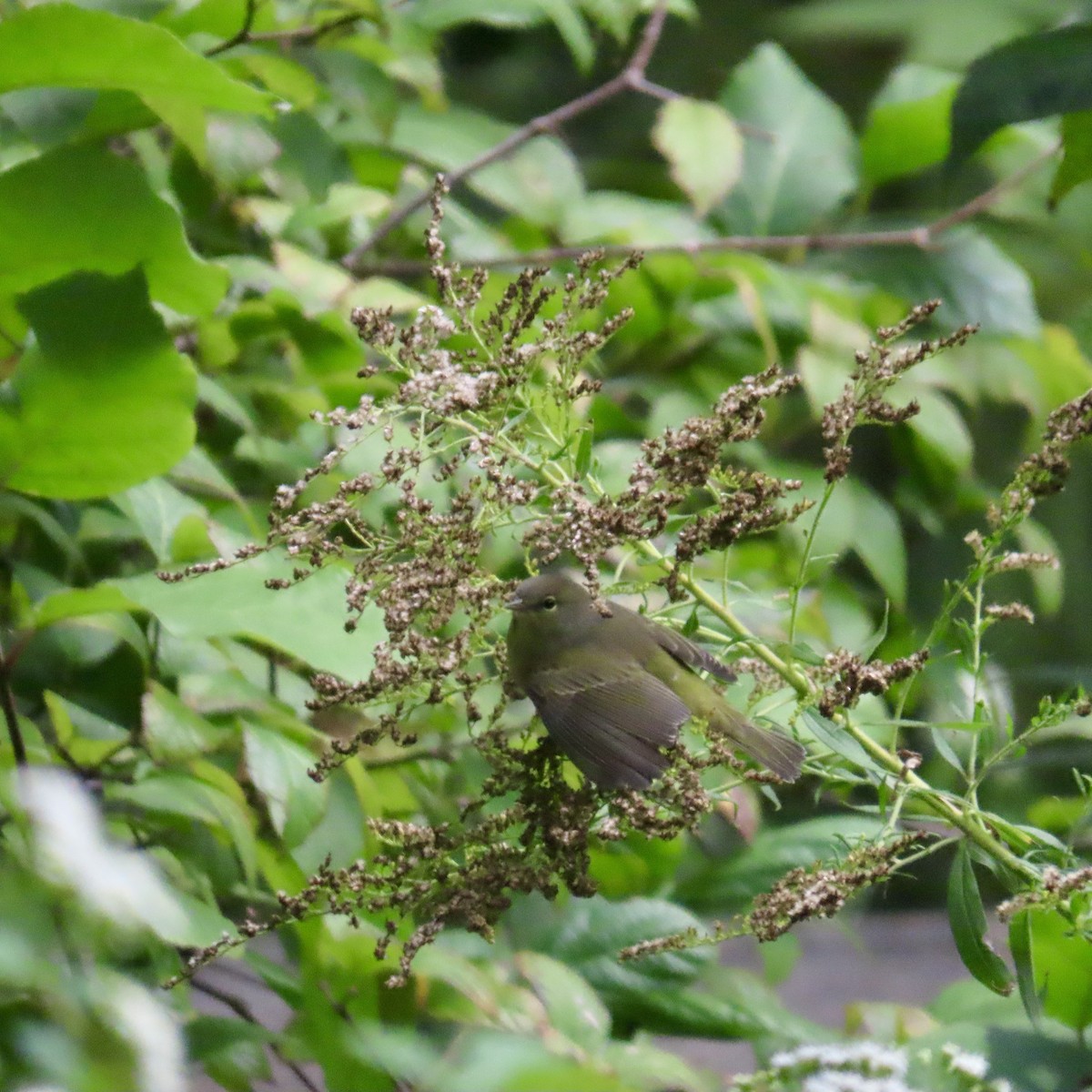 Orange-crowned Warbler - ML609361567