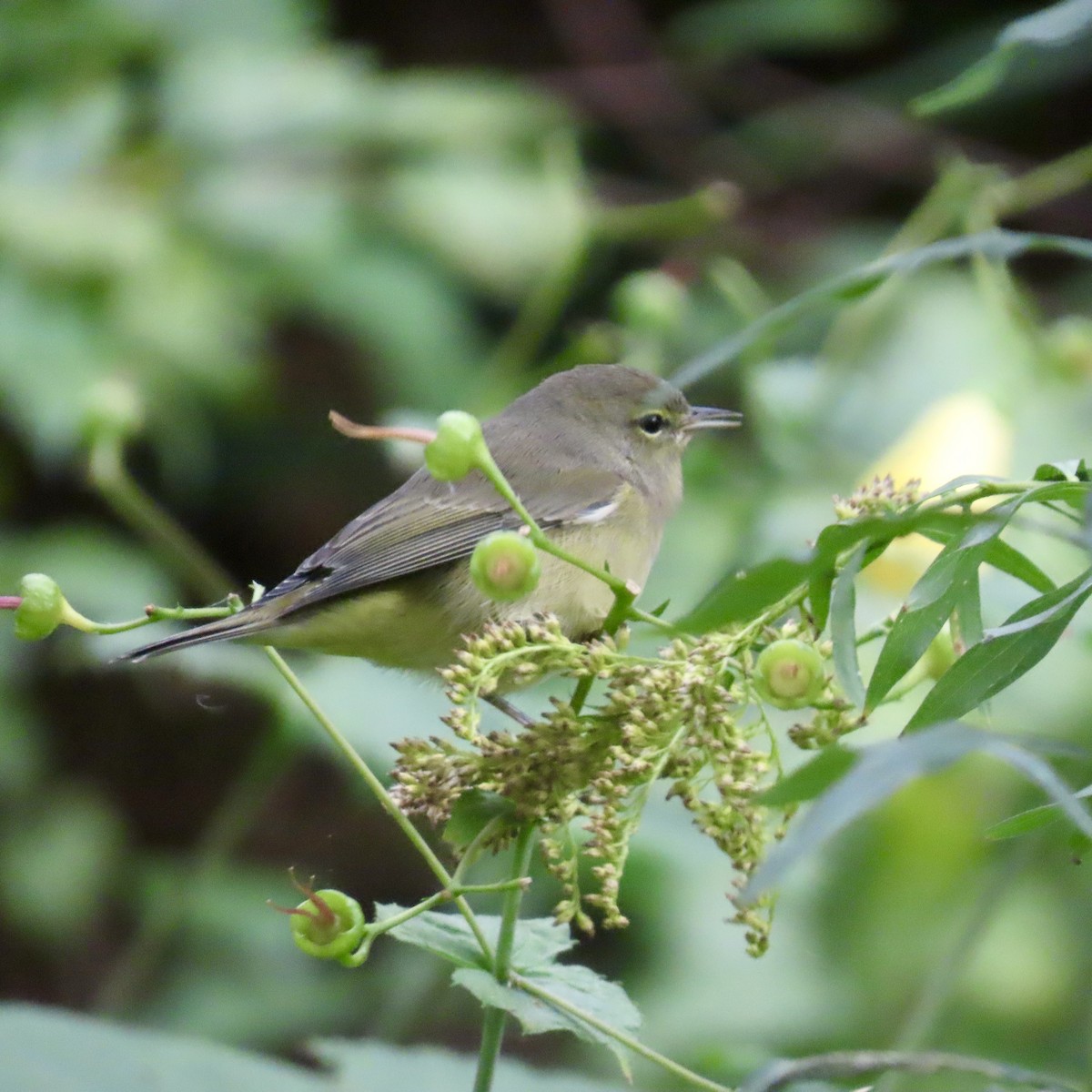 Orange-crowned Warbler - ML609361569