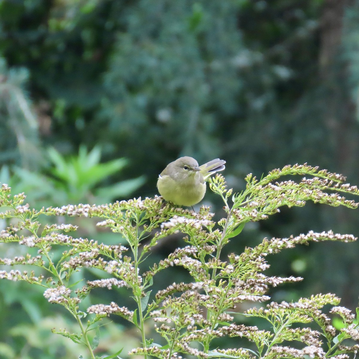 Orange-crowned Warbler - ML609361570