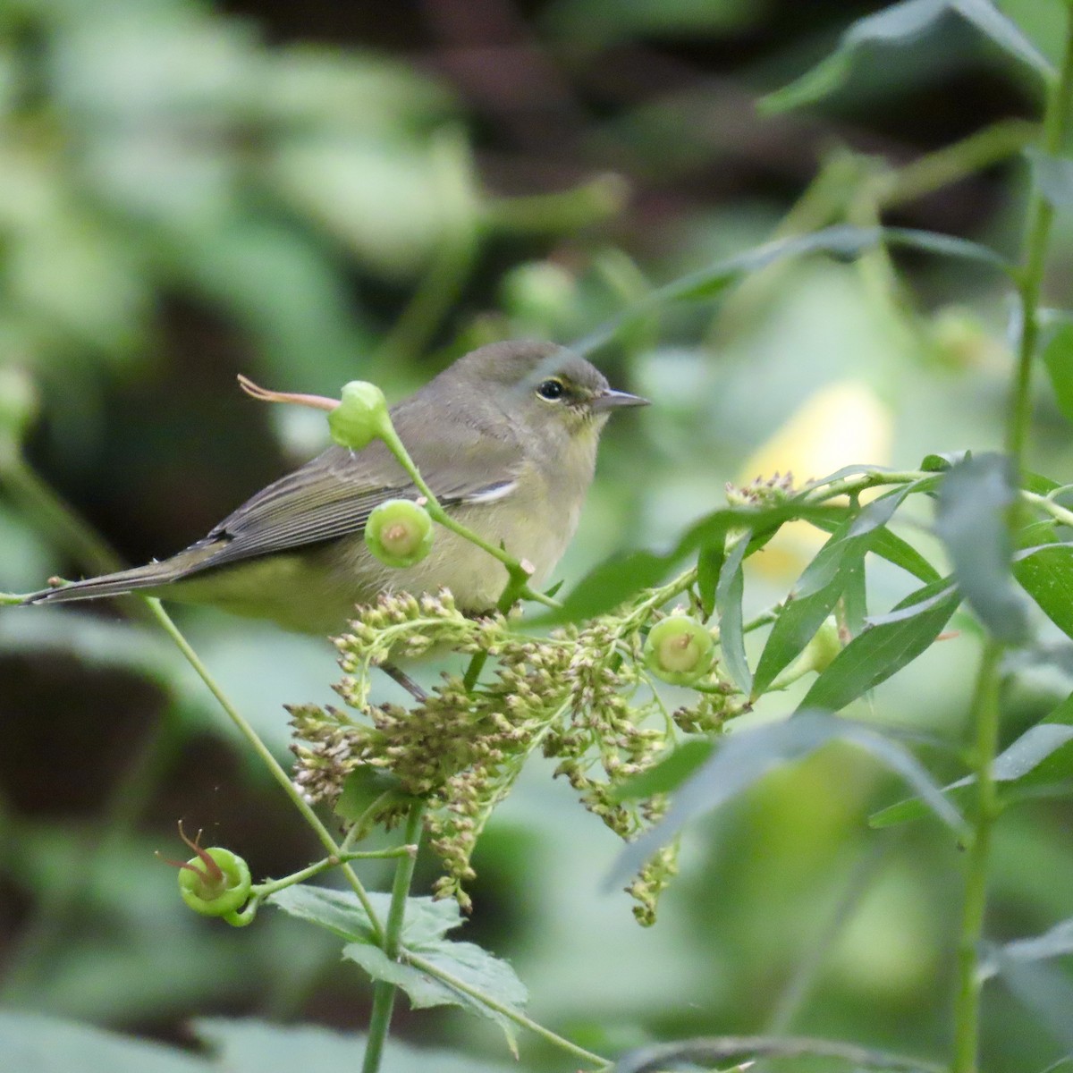 Orange-crowned Warbler - ML609361571