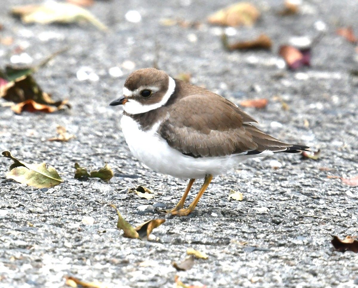 Semipalmated Plover - ML609361923