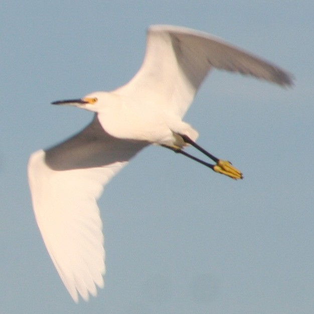 Snowy Egret - ML609361951