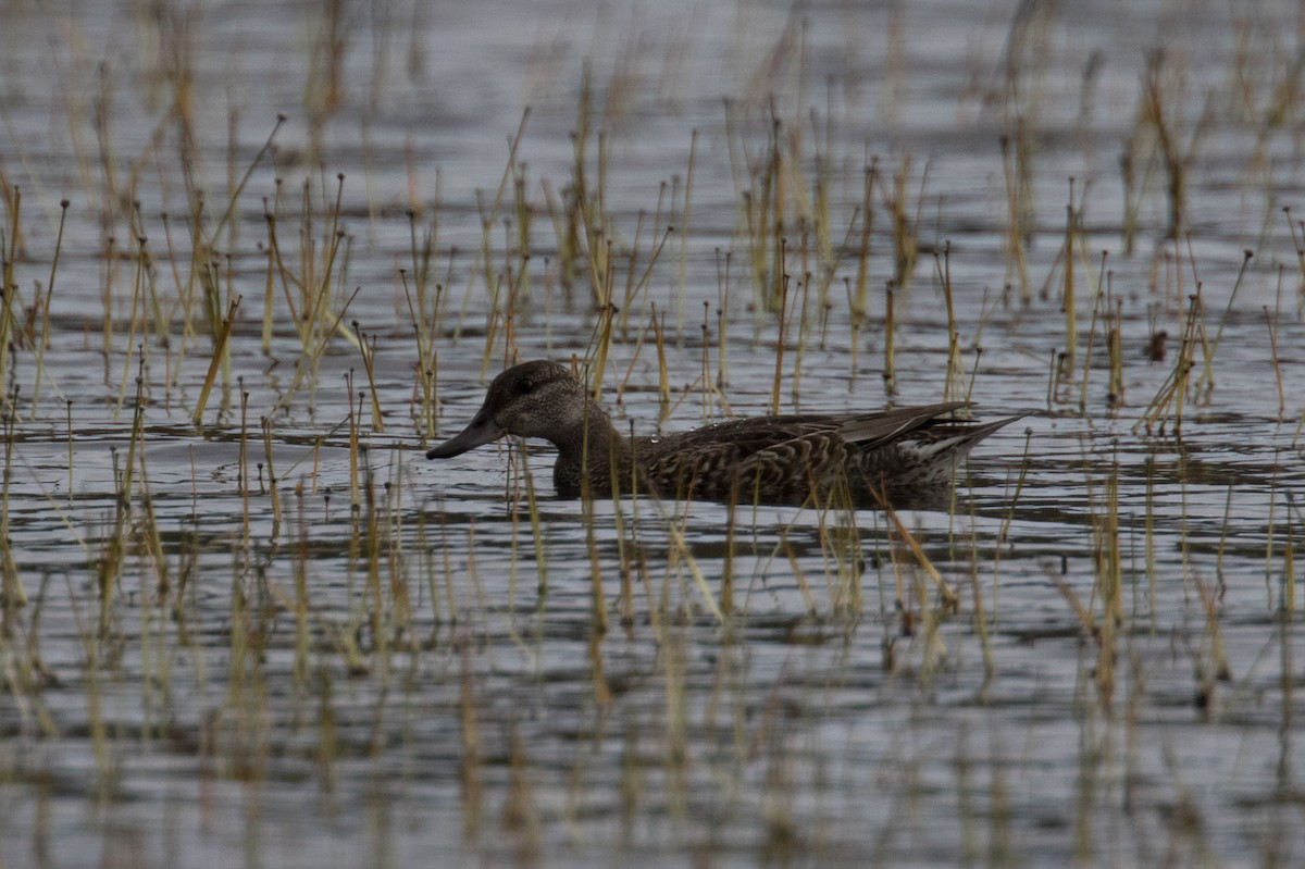 Green-winged Teal - ML609361976