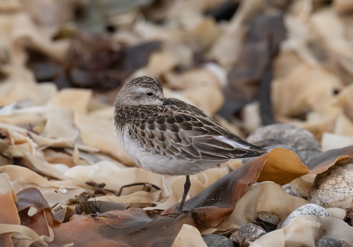 Semipalmated Sandpiper - Ronnie d'Entremont