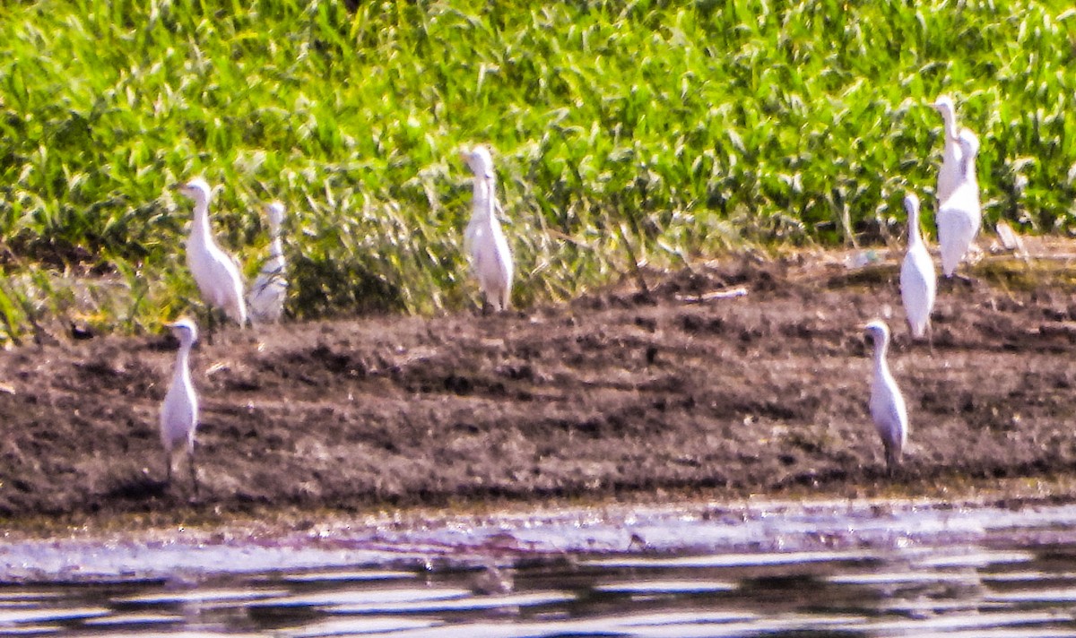 Great Egret - ML609361983